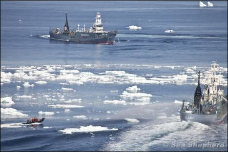 20111107-Sea Shepherdlta_Yushin_Maru_2_And_Yushi10-80.jpg